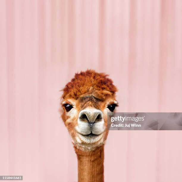 alpaca - llama animal stock pictures, royalty-free photos & images