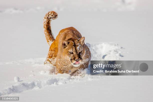 front shot of a mountain lion while it is running in the snow - puma stock pictures, royalty-free photos & images