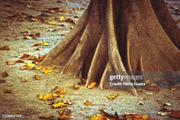 Fall Tree Showing Roots Fall Oak Tree With Roots Photos and Premium High Res Pictures - Getty ...