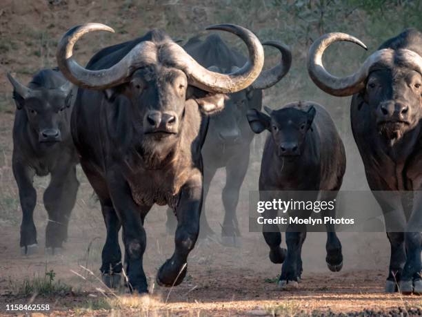 cape buffalo stampede - cape buffalo stock pictures, royalty-free photos & images