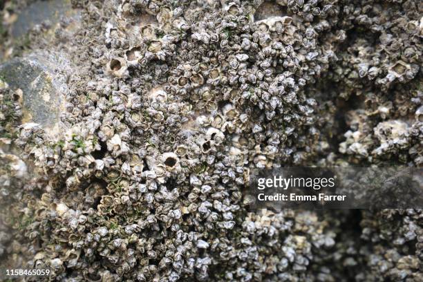 close up of barnacles - barnacle fotografías e imágenes de stock
