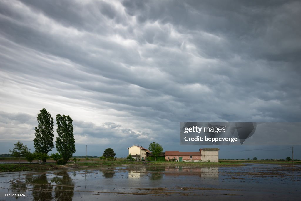 Clouds ove rice firlds