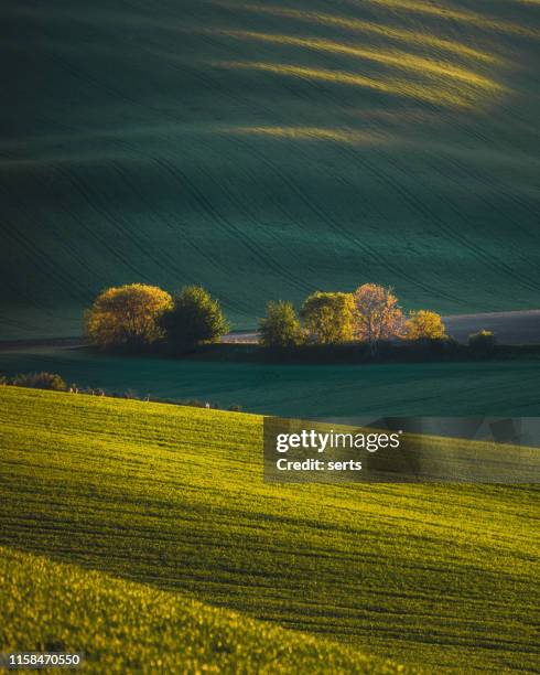 prachtig landschap uitzicht met groene heuvels en lente bomen in zuid-moravië, tsjechië tijdens zonsondergang. - moravia stockfoto's en -beelden
