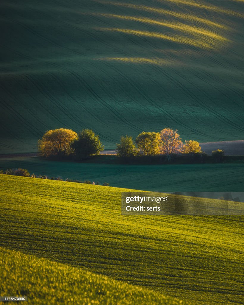 Beautiful lanscape view with green hills and spring trees in South Moravia, Czechia during sunset.