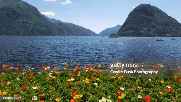 flowers in the gardens of ciani park, along the waterfront of lake lugano, a glacial lake on the border between southern switzerland and northern italy - lugano switzerland stock pictures, royalty-free photos & images