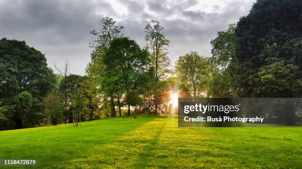 shadows of trees projecting on green lawn against sunset - waldlichtung stock-fotos und bilder