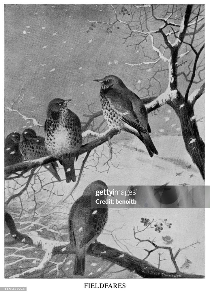 Fieldfares