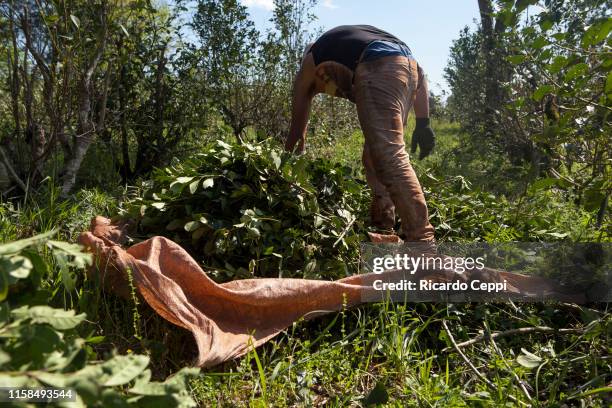 Rural worker ‘Tarefero’ complete the sack with yerba mate harvest to to load it on a truck with a final destination to the process plant as part of...