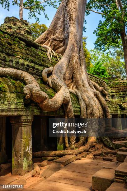 ta prohm tempel in der nähe von angkor wat, kambodscha - kambodschanische kultur stock-fotos und bilder