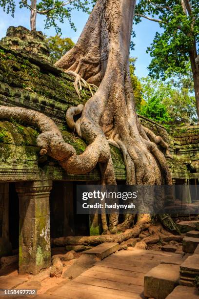 ta prohm temple near angkor wat, cambodia - angkor stock pictures, royalty-free photos & images