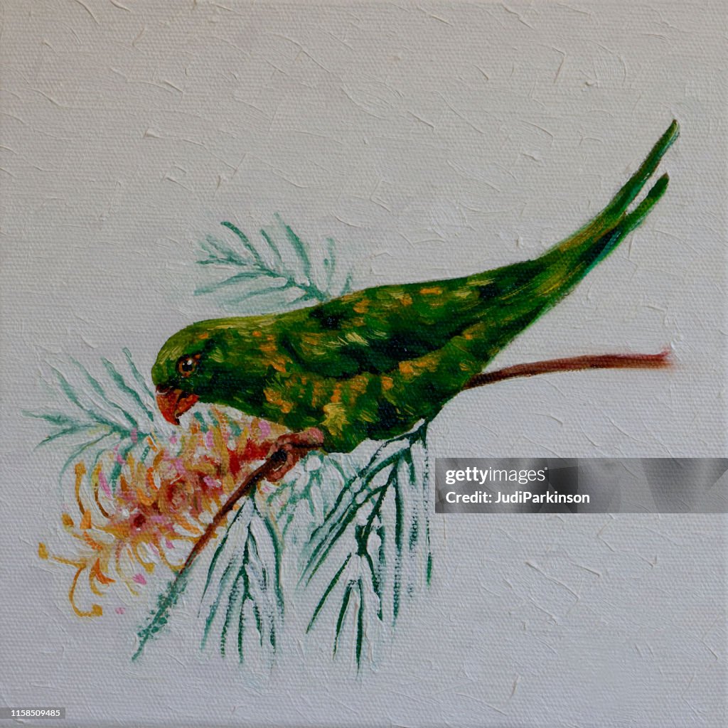 Australian Scaly-breasted Lorikeet Trichoglossus chlorolepidotus Feeding on Grevillea Flower Oil Painting