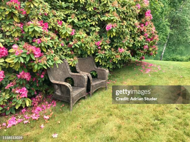 chairs and rhododendron - rhododendron stock pictures, royalty-free photos & images