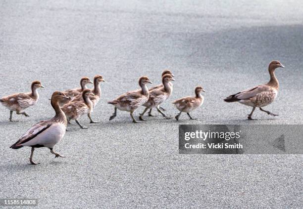 baby ducks with two adult ducks crossing the road - ducking stock pictures, royalty-free photos & images