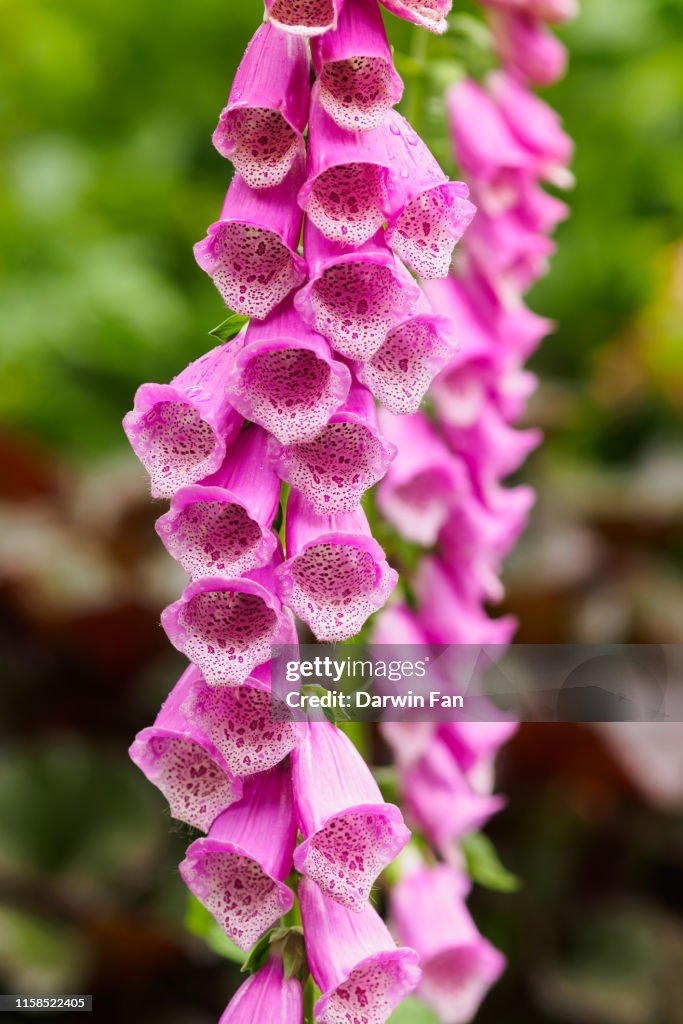Colorful foxglove flowers at Bellevue Botanical Garden