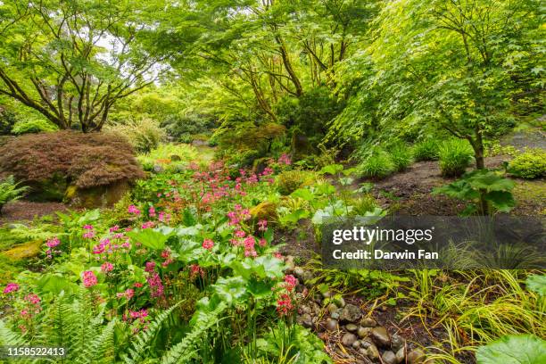 japanese garden at bellevue botanical garden - bellevue botanical garden stock pictures, royalty-free photos & images