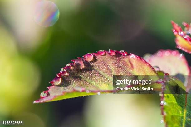 morning dew collecting on the red and green leaves as the sun shines - morning dew flower garden stock-fotos und bilder