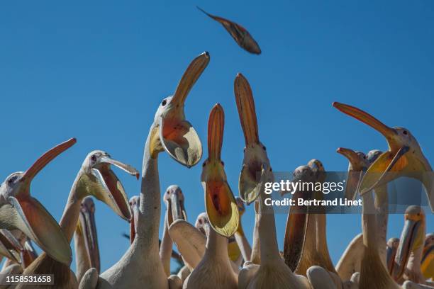 Feeding time for pelicans in Ethiopia