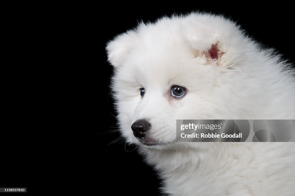 Jes Spitz Japanese Spitz Puppies Black
