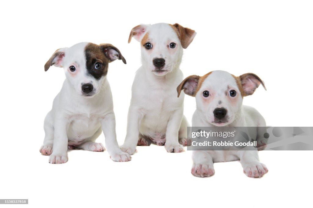 Three Staffordshire Bull Terrier puppies looking at the camera on a white backdrop