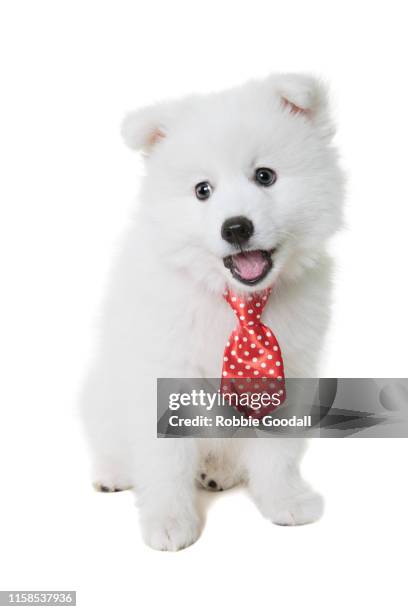 japanese spitz puppy wearing a red necktie looking at the camera on a white backdrop - abbigliamento per animali domestici foto e immagini stock
