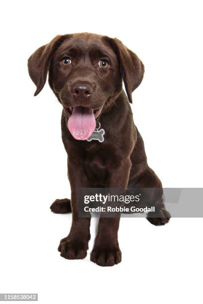 chocolate labrador puppy with it's tongue out facing the camera on a white backdrop - labrador puppy stock pictures, royalty-free photos & images