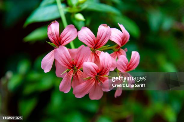 ivyleaf geranium (pelargonium peltatum). - géranium photos et images de collection