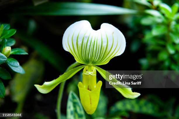 paphiopedilum primulinum orchids. - white ladys slipper stock pictures, royalty-free photos & images
