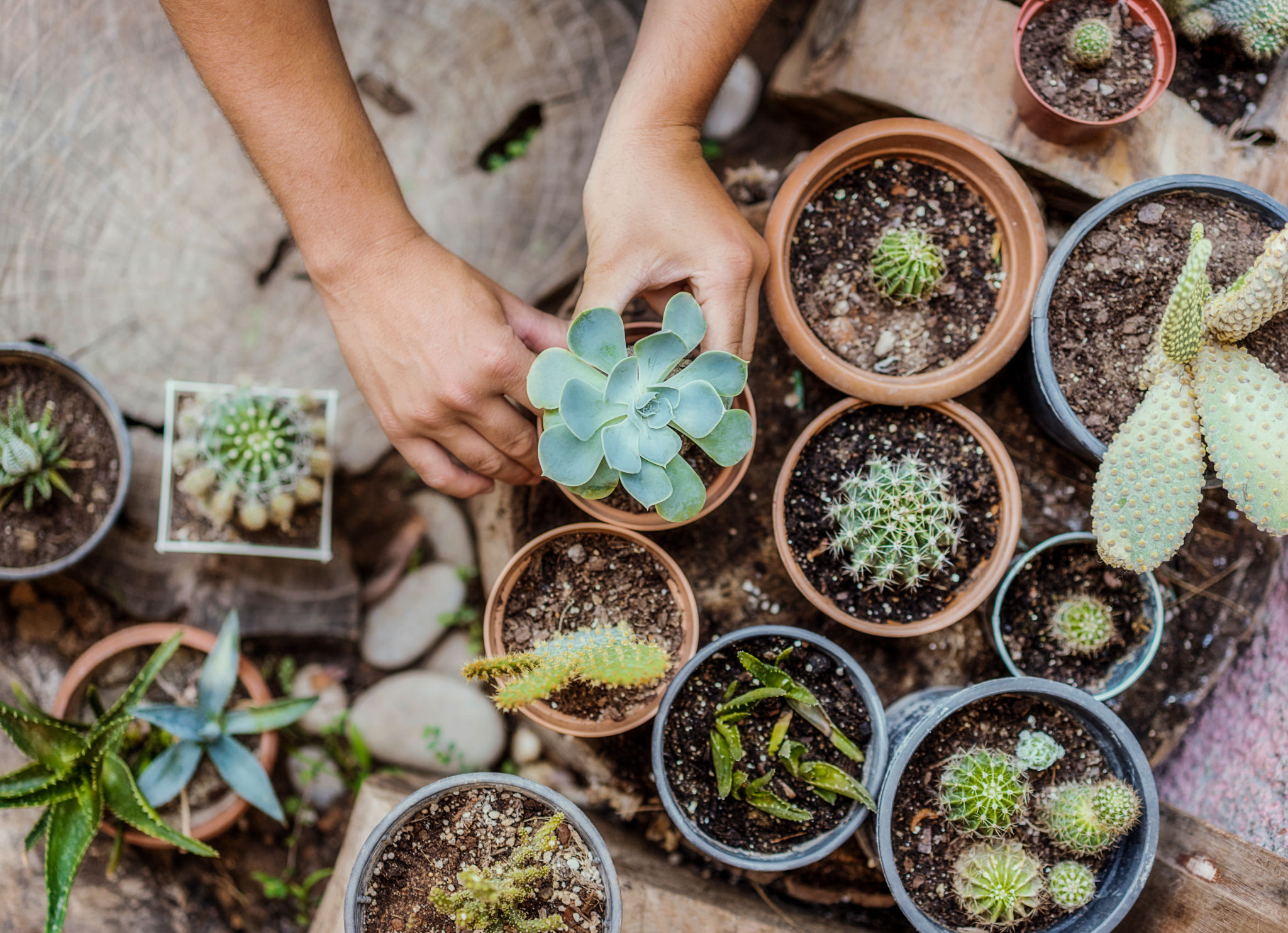 planting terrarium