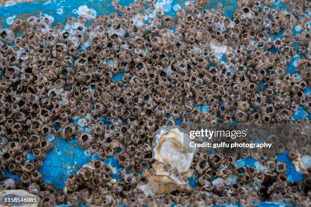 barnacles (shell) on the bottom of a fishing boat - barnacle fotografías e imágenes de stock