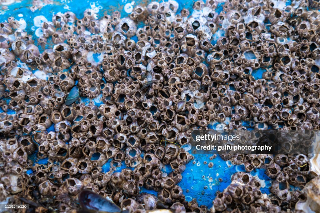 Barnacle Def Barnacles On The Bottom Of A Fishing Boat High-Res Stock Photo - Getty ...