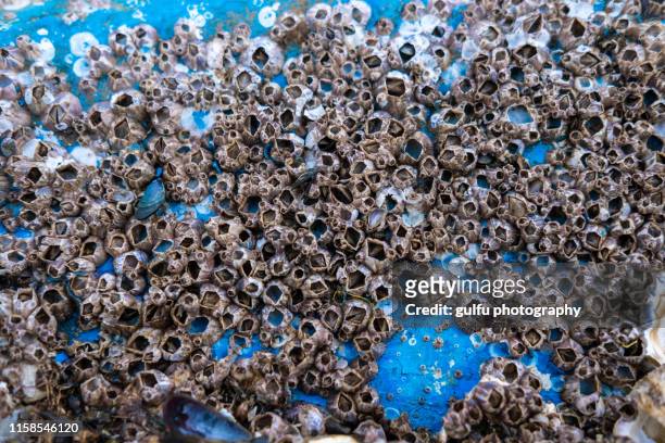 barnacles (shell) on the bottom of a fishing boat - boat deck background stock pictures, royalty-free photos & images