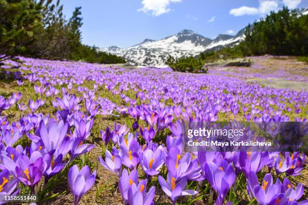 carpet of purple crocuses on mountain meadow - pirin mountains stockfoto's en -beelden
