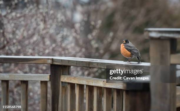 Rob In Railing 809 Robin Rain Stock Photos, High-Res Pictures, and Images - Getty Images