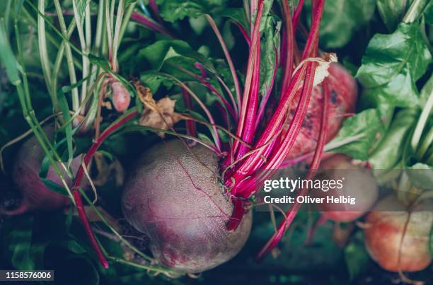 freshly harvested beetroot - beet stock pictures, royalty-free photos & images