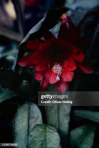 epiphyllum red flower, orchid cacti, leaf cacti - christmas cactus ストックフォトと画像