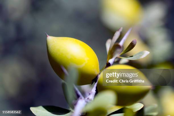 traditional moroccan argan oil - argan oil fotografías e imágenes de stock