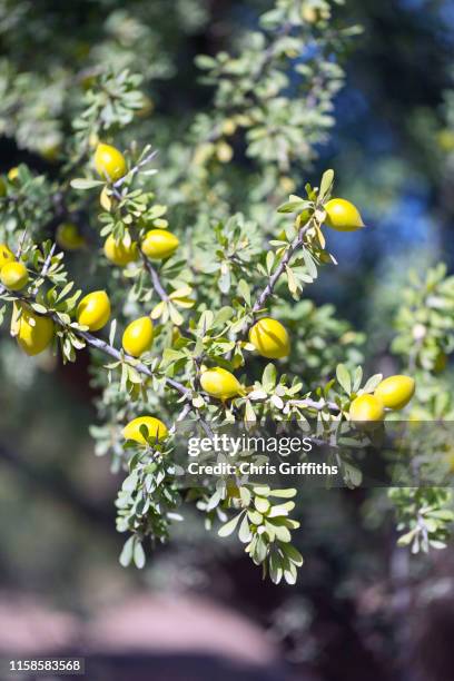 traditional moroccan argan oil - argan oil fotografías e imágenes de stock