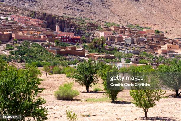 traditional moroccan argan oil - argan stock-fotos und bilder