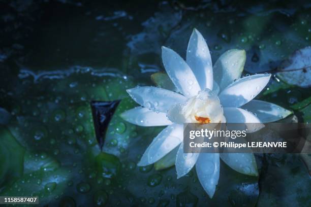 lotus water lily flower in a pond - water lily imagens e fotografias de stock