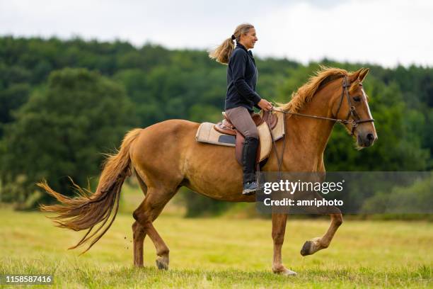 bel cavallo al trotto sul prato con cavaliere felice - trotto-andatura-animale foto e immagini stock