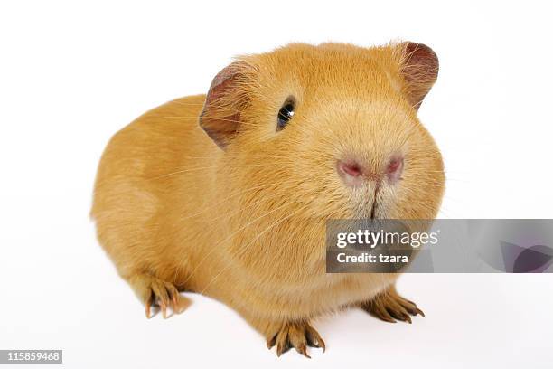 guinea smile - guinea pig stockfoto's en -beelden