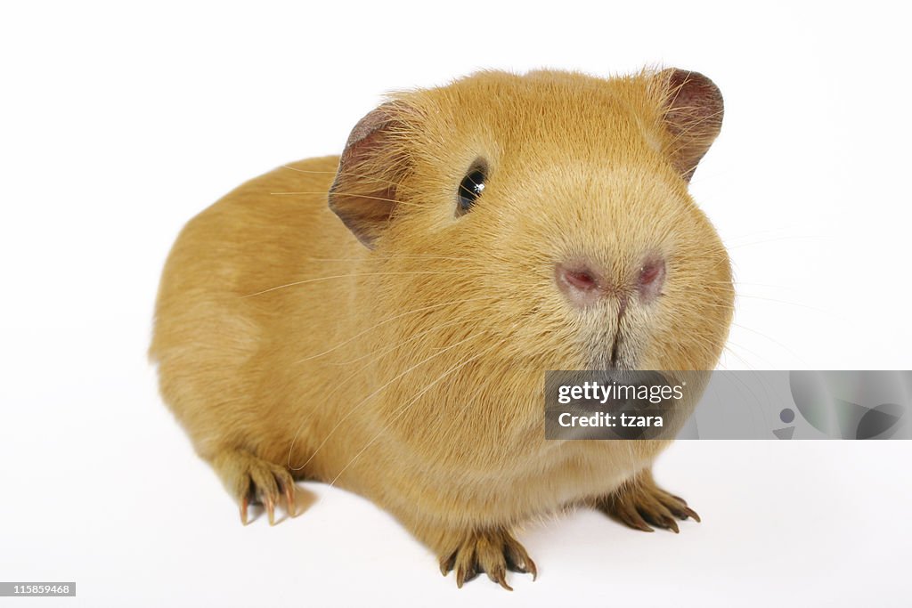 Guinea Smile