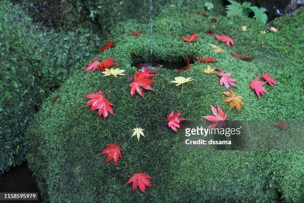 moss garden of kyoto japan - karesansui photos et images de collection