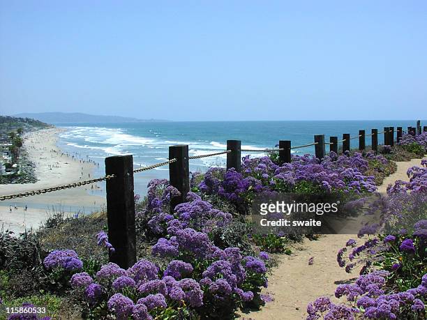a field of purple flowers by a fence with an ocean view - coastal footpath stock pictures, royalty-free photos & images