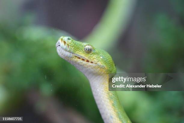 green tree python - boa stock pictures, royalty-free photos & images