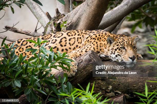 jaguar resting - jaguar stockfoto's en -beelden