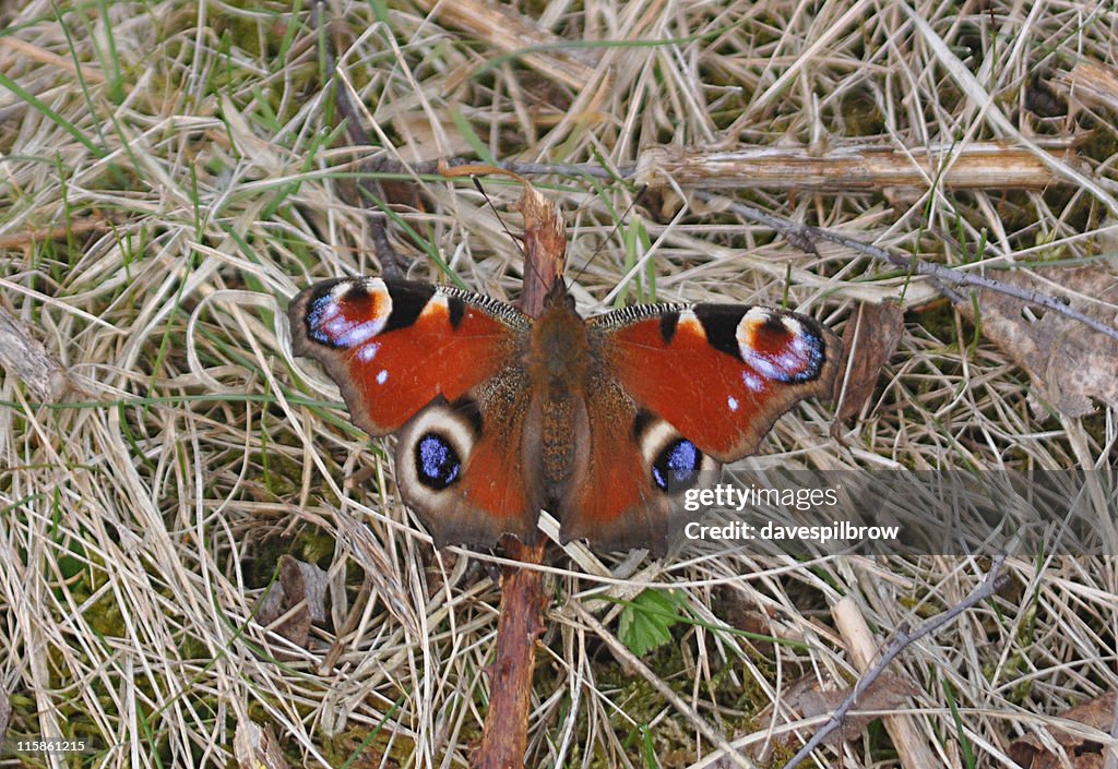 Peacock butterfly