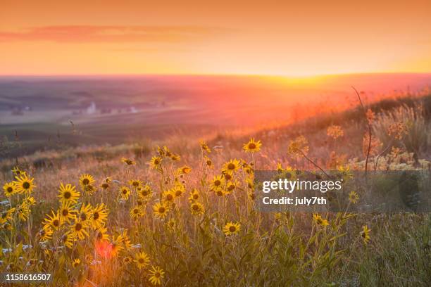 por do sol sobre a raiz do bálsamo de palouse - maio - fotografias e filmes do acervo