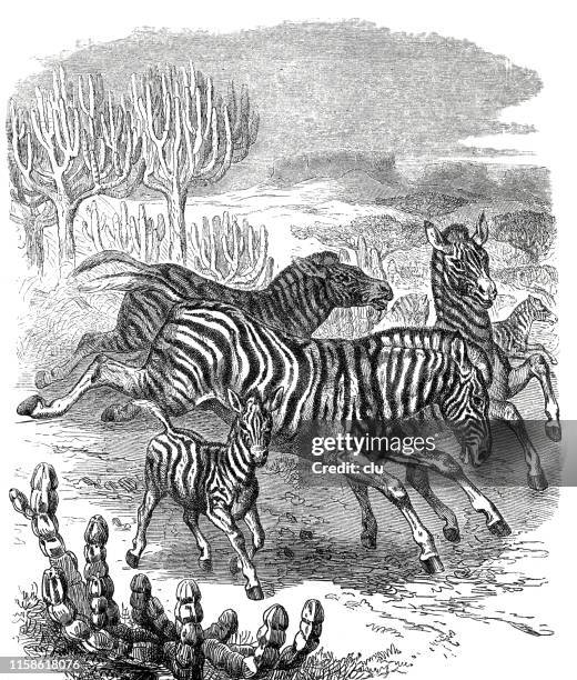 zebras in the wild - zebra herd stock illustrations