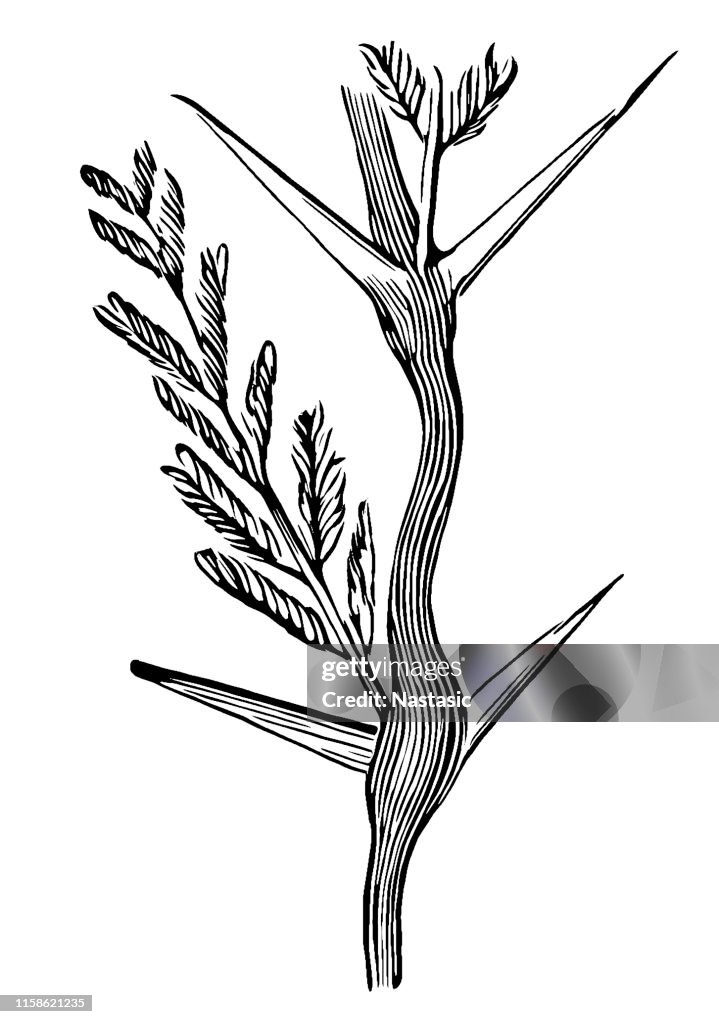 Camel thorn (Acacia giraffae) Leaf